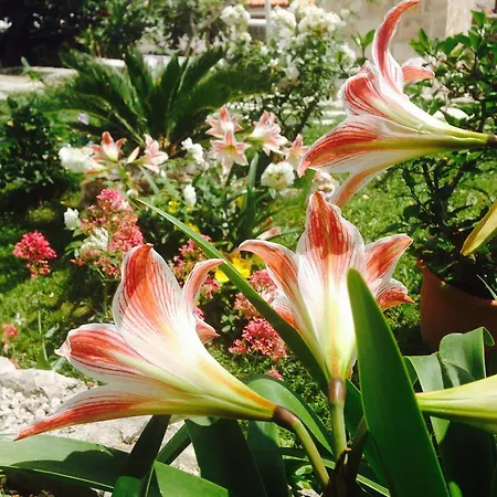 Flora Apartman Mlini